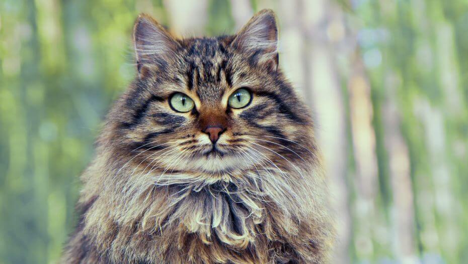 sibirische-katze-rassebeschreibung-purina
